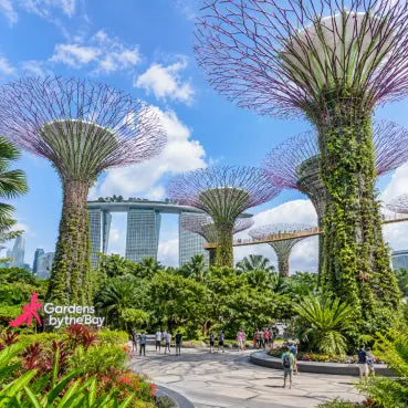 esim data Singapore visit Gardens by the Bay in Singapore, featuring the iconic supertrees covered in greenery under a bright blue sky with white clouds, with the Marina Bay Sands visible in the background.